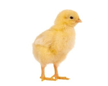 DIY Chicken Waterer Image
